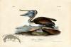 Brown Pelican